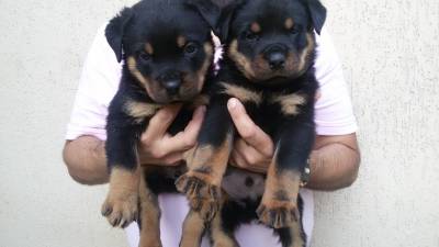 Filhotes de Rottweiler Padro Alemo