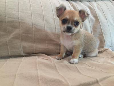 Chihuahua para venda