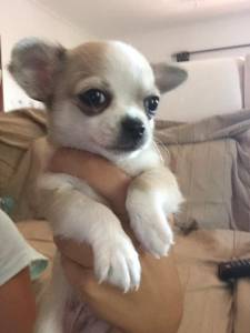 Chihuahua para venda