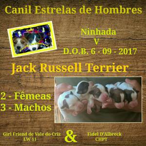 Ninhada - Jack Russell Terrier