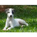 I love dog