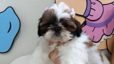 LINDOS BEBEZINHOS DA RAA SHIH-TZU PRONTA ENTREGA