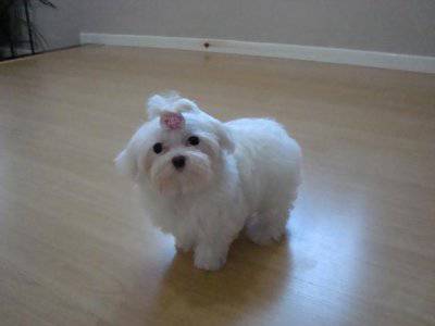 Maltês a venda Clearance