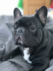 Bulldog Francês - Procuro Namorada