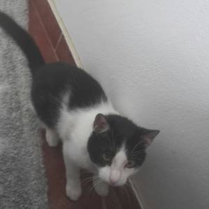 Camões - gato desaparecido