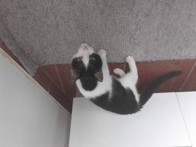 Camões - gato desaparecido