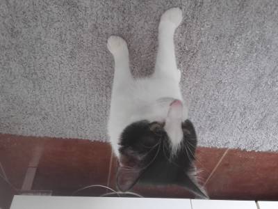 Camões - gato desaparecido