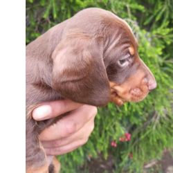Dachshund Teckel