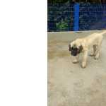 Filhotes de Mastiff Ingls