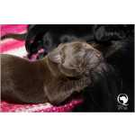 Ninhada de Labrador Retriever Castanhos e Pretos