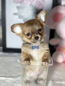 Chihuahua pelo longo Macho micro