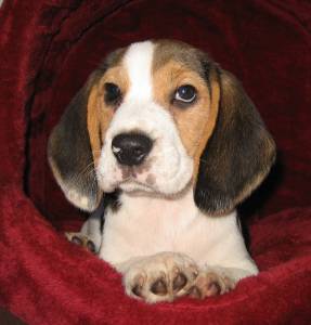 Cachorrinho beagle com dois mesinhos