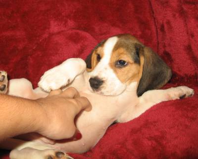Cachorrinho beagle com dois mesinhos