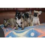 Bulldog Francs Fawn Castanhos