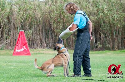 Disp Montas Coberturas Malinois