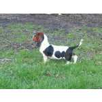 Filhotes de basset