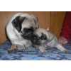 Vendo PUG CARLIN