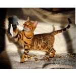 Gatos Bengal Brown Spotted Alta Qualidade