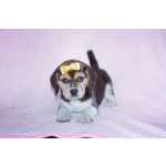 Beagle Femea