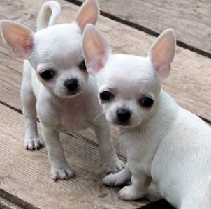 Chihuahua macho e fmeas