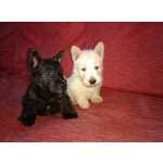 Scottish Terrier