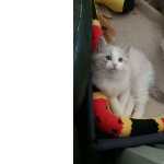 Gatinhos Ragdoll