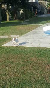 Jack Russel