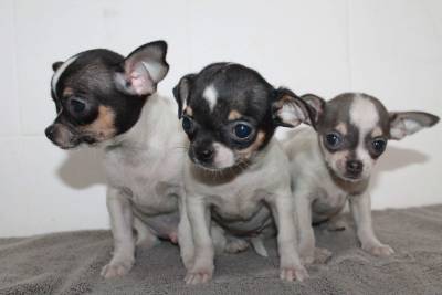Chihuahuas Miniatura Tricolores