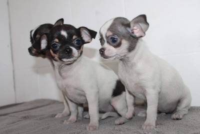 Chihuahuas Miniatura Tricolores