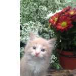 maine coon