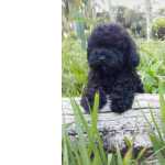Poodle Toy preto lindos filhotes dispon�veis com pedigree