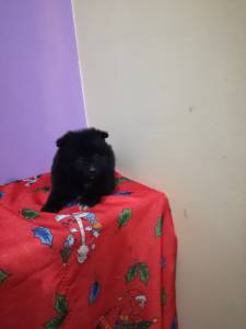 Lulu da pomerania miniatura