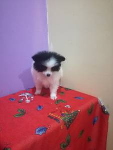 Lulu da pomerania miniatura