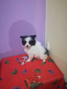 Lulu da pomerania miniatura