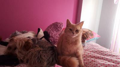 Namorado para gata Bosques da Noriega
