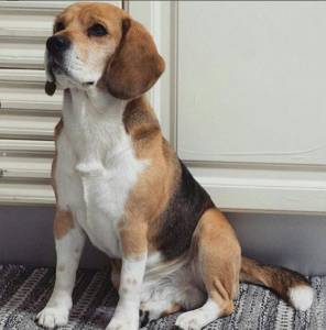 Hachi Beagle Procura Namorada