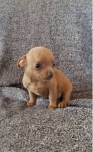 Chihuahua pelo curto lindos filhotes porte bem pequeno