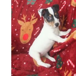 jack russell terrier 