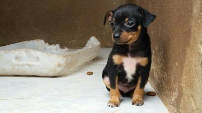 Pinscher ribeirão preto Clearance