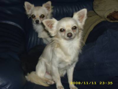 Chihuahua