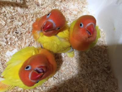agapornis criados  mo