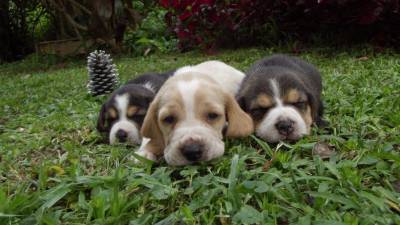 Filhotes de Beagle