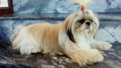 Shih tzu