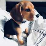 Beagle Puro com Garantias Vacinado Vermifugado e com Pedigree