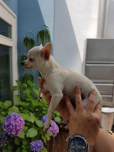 Chihuahua mini branco procura namorada