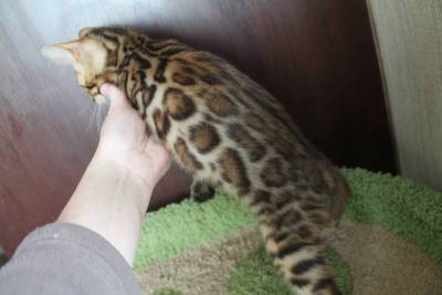 Um pequeno leopardo