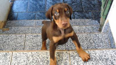 Doberman