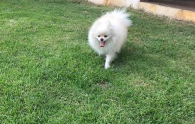 SPITZ ALEMO BRANCO PEROLA