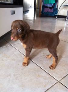 Doberman