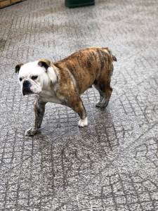 Bulldog Ingls Fmea disponvel para acasalar